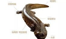 黑哥爆料娃娃鱼视频,神秘娃娃鱼真实影像首度曝光